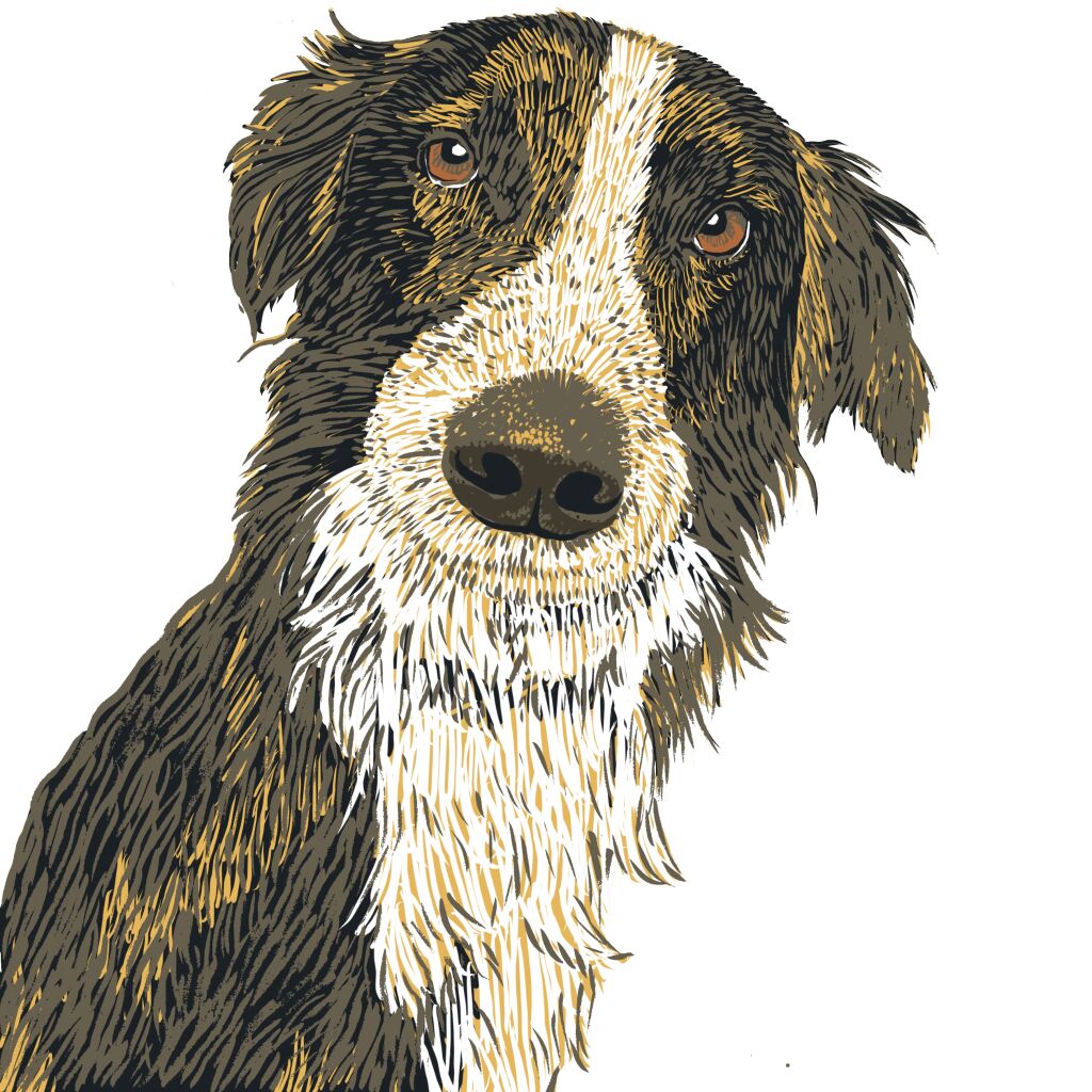 Illustration d'un chien ralise par Isabelle en formation  l'edaa
