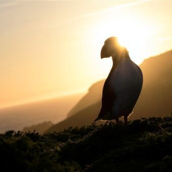 Puffin's paradise